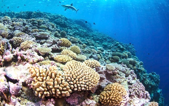 Fore reef of Bokak Atoll