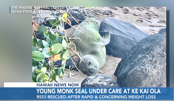 young Hawaiian monk seal