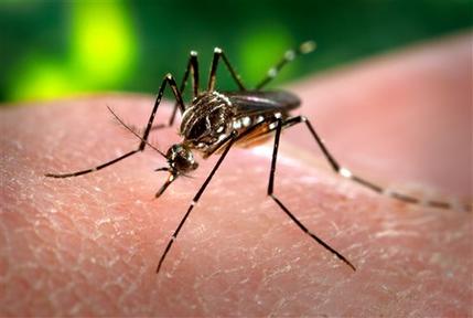 Aedes mosquito