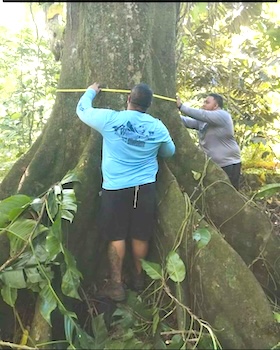 Community members earlier this year measured the circumference of a tree