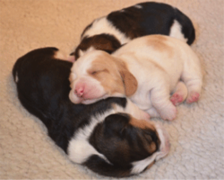 NEWBORN PUPPIES