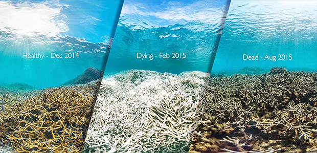 CORAL STAGES