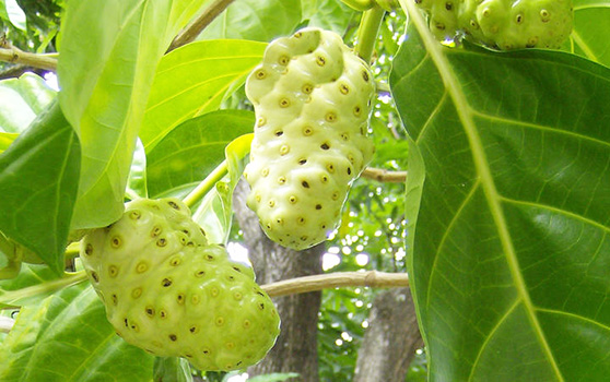 Noni fruit