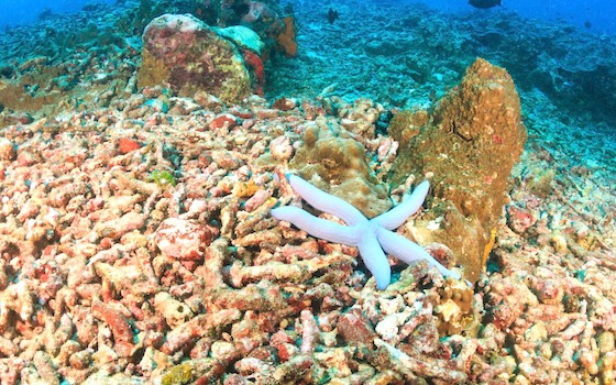 preventing ocean acidity