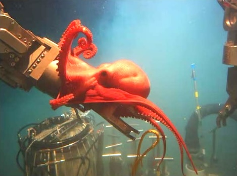 deepwater octopus