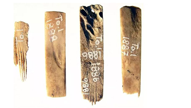 Oldest tattoo tools know, found at Tongatapu.