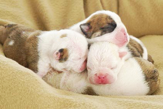 THREE SMALL PUPPIES