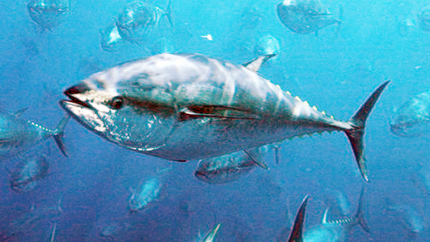 Pacific bluefin tuna.