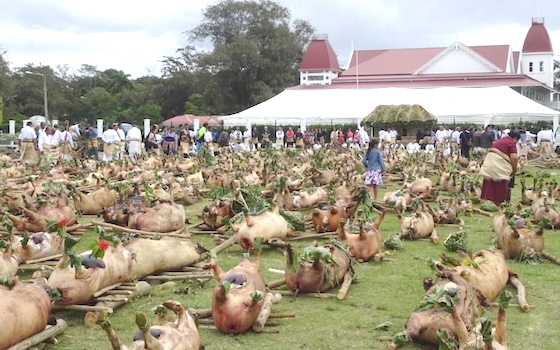 pigs at Tonga King coronation