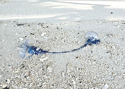 Portuguese Man-Of-War jellyfish