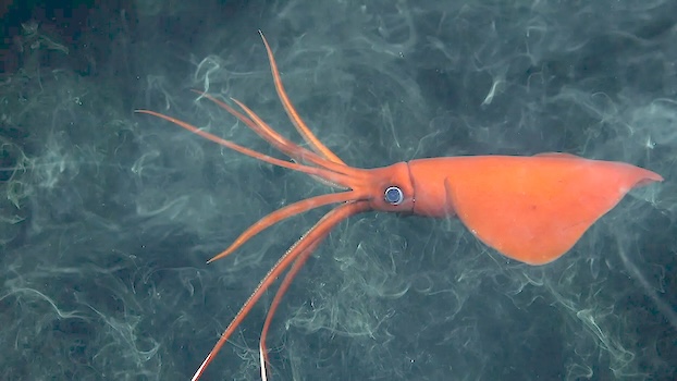 A rarely-seen whiplash squid