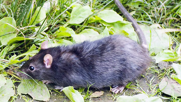 Photo of rat