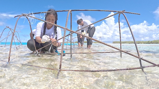 transplanting super corals