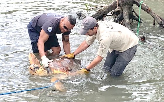 A female turtle being rescued from a rope