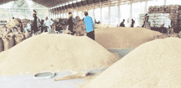 rice in India
