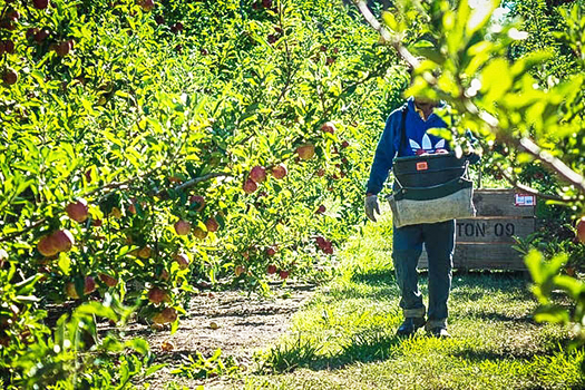 RSE worker in a Hawke's Bay orchard.
