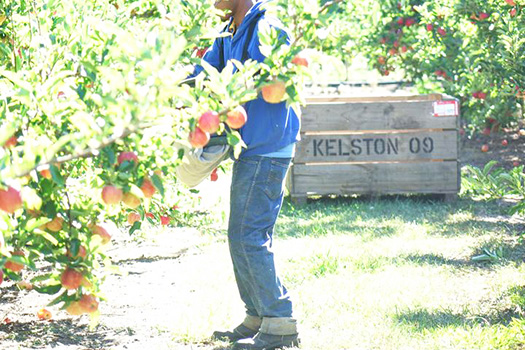  Pacific Islander diong seasonal work in Hawke's Bay