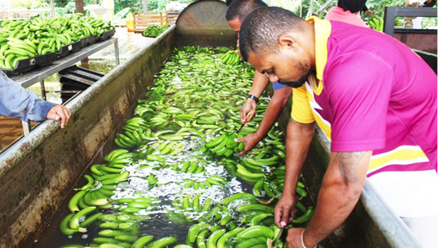 Processing bananas for export in Samoa