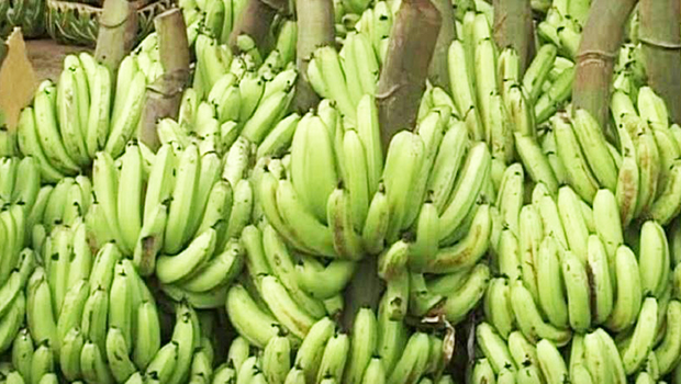 Stalks of bananas