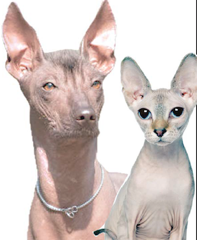 HAIRLESS DOG AND CAT