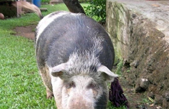 Typical family pigs foraging around the home