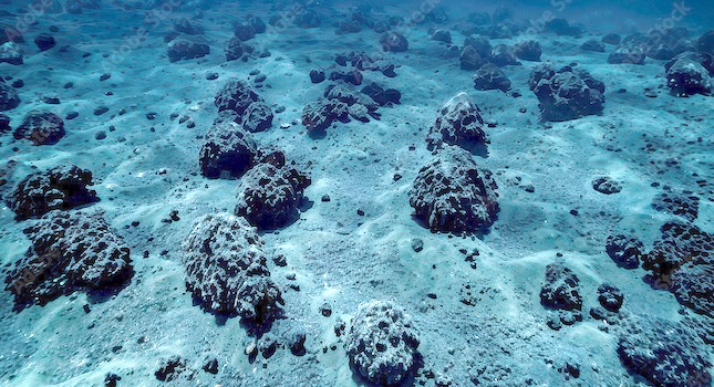 sea nodules