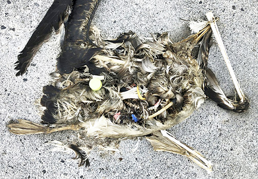In this Oct. 22, 2019, photo, plastic sits in the decomposed carcass of a seabird on Midway Atoll 