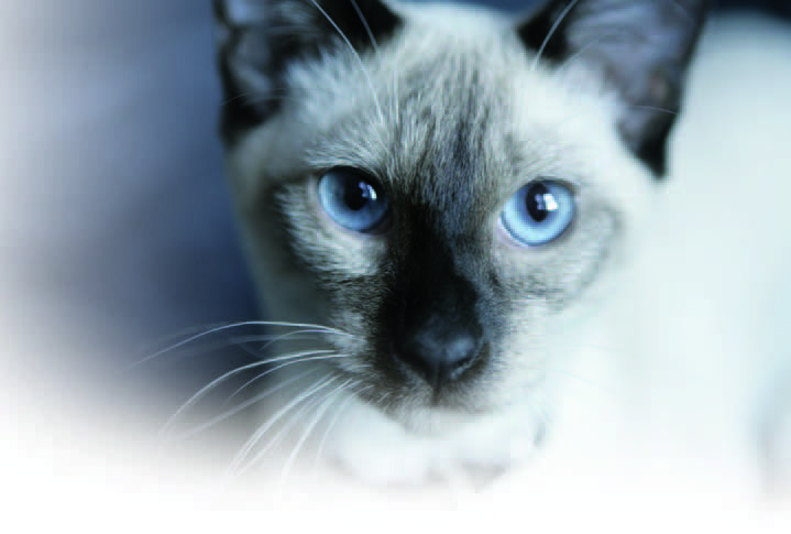 Siamese cat