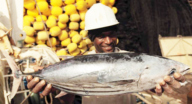 Fisherman holding a skipjack tuna
