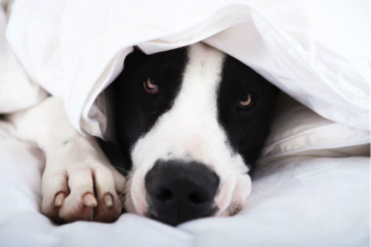 shy dog