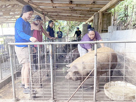 June Talamoni checks on a sow