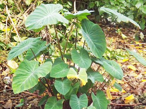 A Taro plant.