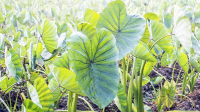 taro growning
