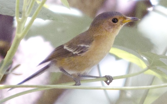 Tinian monarch bird 