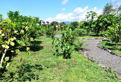 The Samoan medicinal plant garden