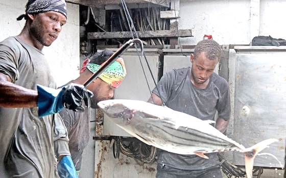 Crew works the fish in the hold of the purse seiner Mathawmarfach