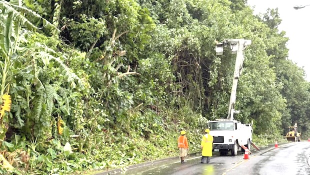 DPW trimming trees along the roadside