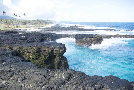 TURTLE AND SHARK AREA