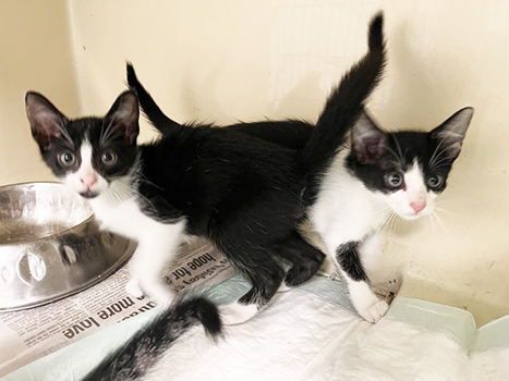 cute black and white kittens