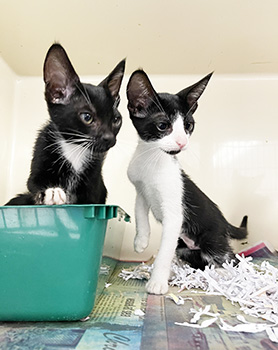 two kittens