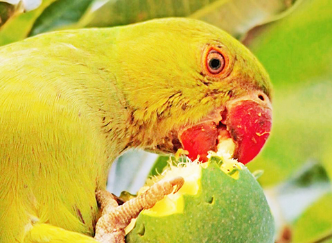 Parakeet eating a mango
