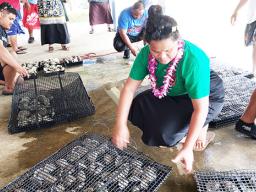 500 giant baby clams