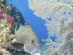  Spotted sweetlips