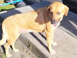 Molly a young female dog up for adoption