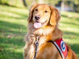 A service dog