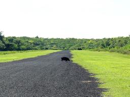 A pig crosses the tarmac at Asau airfield 