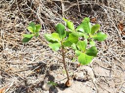 Native talie tree