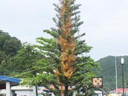 Territorial Christmas Tree 2020