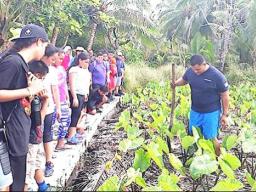 Taro farm on Aunu'u 