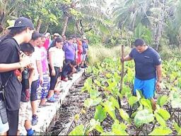 A talo plantation in Aunuu.